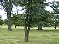 Ulmus × hollandica 'Rugosa Pendula', Morton Arboretum, US.[20]
