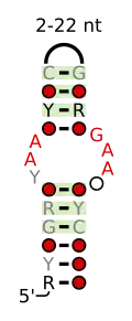 A consensus secondary structure and primary sequence for the UAA-GAN RNA motif.