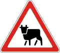 Cattle crossing