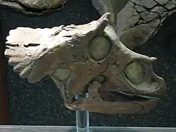 Replica skull of baby Triceratops