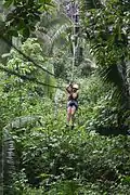 Image 16Zip-lining in the jungles of Belize (from Tourism in Belize)