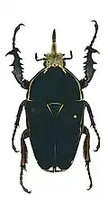 Mecynorhina ugandensis melanic form