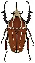 Mecynorhina ugandensis var. knirschi Tesař