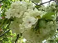 'Ukon' (Prunus lannesiana Wilson cv. 'Grandiflora')