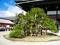 Ukon no Tachibana, Mandarin orange tree on the left side .