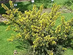 A shrub
