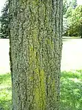 'Homestead' young bark