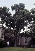 The parent tree in July 1987