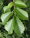 'Groeneveld' leaves
