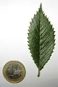 Leaf & 1 Euro coin