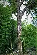 Trunk damage caused by major limb loss, Antella, Italy (2020)