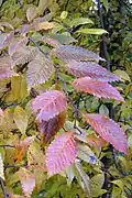 Foliage in autumn