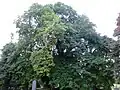 A planted smooth-leaved U. × hollandica, perhaps a named cultivar, North Merchiston Cemetery, Edinburgh (2016)