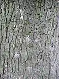 Bark at maturity (age 100)