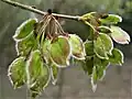 Samarae, April; note ciliate margins