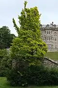 'Dicksonii', Skibo Castle, Sutherland