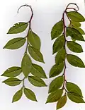 Autumnal foliage, U. parvifolia 'Drake'
