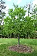Young U. parvifolia in new leaf, May