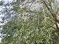 Pendulous branches of some forms