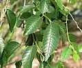 Foliage of Siberian elm in Alma Park, St Kilda, Victoria