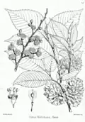 Ulmus wallichiana, from Illustrations of the Forest Flora of North-West and Central India, 1874