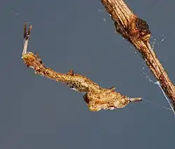 juvenile female