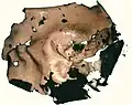 The smooth upper surface of U. mammulata.