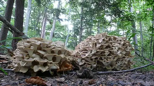 Growing in the wild