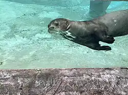 Giant otter
