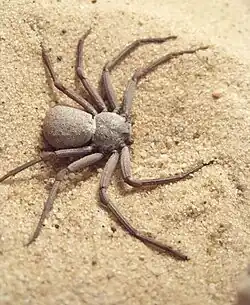 Sicarius sp.