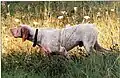 fawn sire