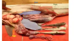 Image 2Depiction of shark anatomy including eggs, pups, and the liver (from Shark anatomy)