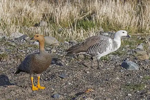 C. p. picta female (left) Torres del Paine, Chile