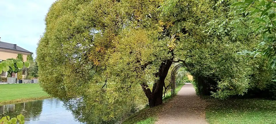 A secluded pathway with red lily pond, the Linnaeum in the distance