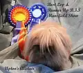 Upton's Alistair, sooty fawn Mini Lion Lop. Best Lop and Runner Up BiS Mansfield