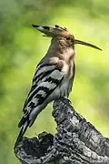 Eurasian hoopoe, Tuscany