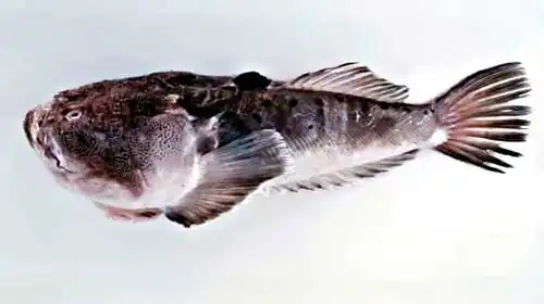 The stargazer buries itself in sand and can deliver electric shocks as well as venom.[45]
