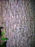 Bark of mature tree