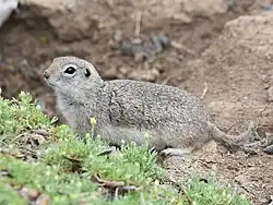 Gray squirrel