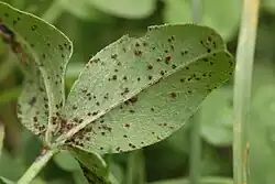 Uromyces trifolii-repentis var. falling out of the trefoil