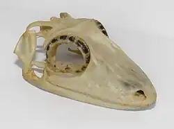 Satanic leaf-tailed gecko (Uroplatus phantasticus), showing large scleral rings.
