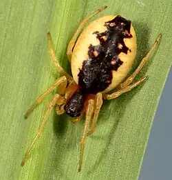 Ursa sp. from South Africa