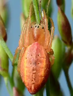 Ursa sp. from South Africa