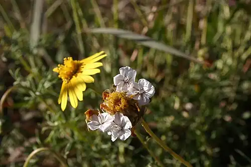 Ursinia nana petal-like pappus