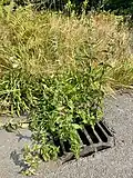 Urtica dioica (stinging nettle) growing from a storm drain in rural Wales, UK