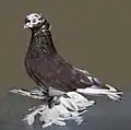 Usbekian Tumbler Red pied