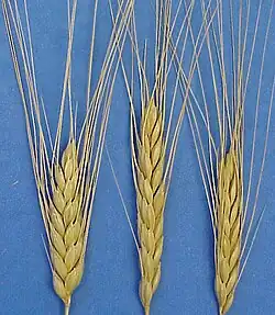 Triticum dicoccum, emmer wheat, produces what is sometimes called "true" farro.[6]