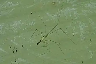 Uthina atrigularis