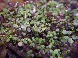 Utricularia striatula 's leaves