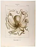Common octopus (Octopus vulgaris, max. 1–2&nbsp;m or 3.3–6.6&nbsp;ft)